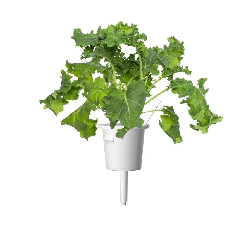 Click & Grow Green Kale Plant 3-pack