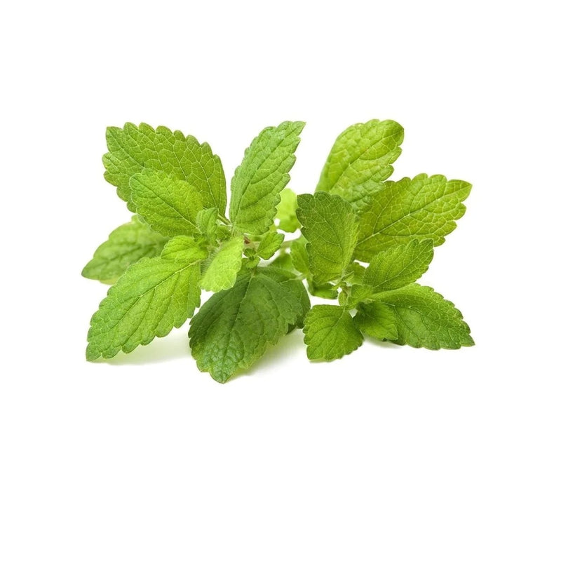 Click & Grow Lemon Balm Plant Pods pack of 3