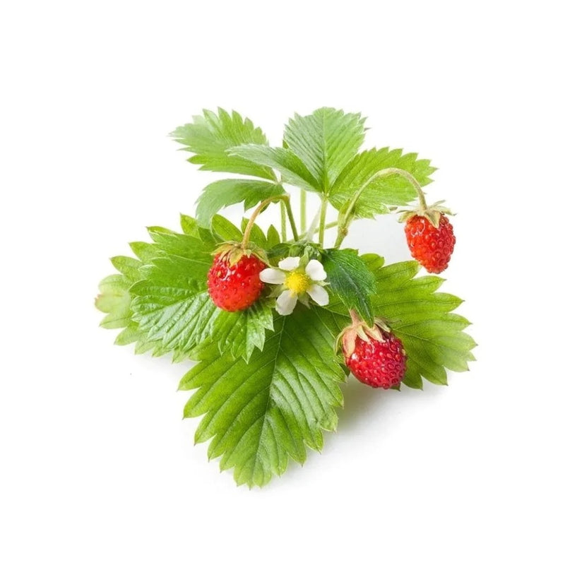 Click & Grow Wild Strawberry Plant Pods (Pack Of 3)